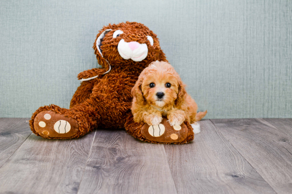 Sweet Cavapoo Baby