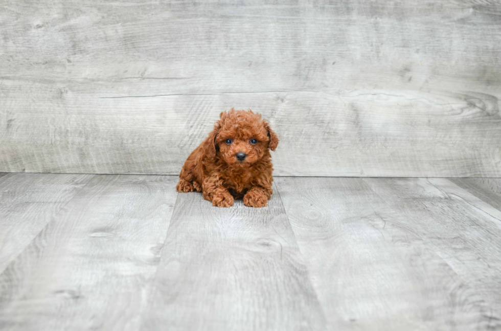 Playful Poodle Baby