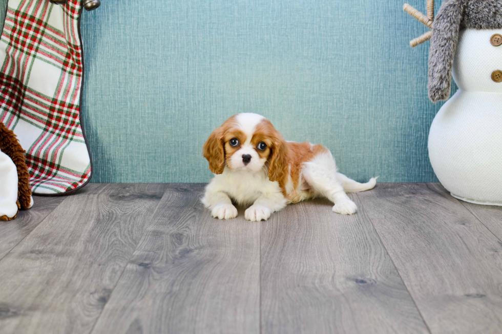 Funny Cavalier King Charles Spaniel Baby