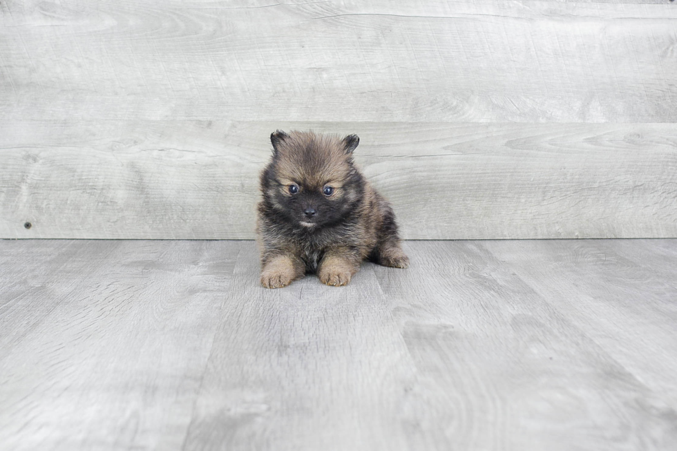 Friendly Pomeranian Purebred Pup