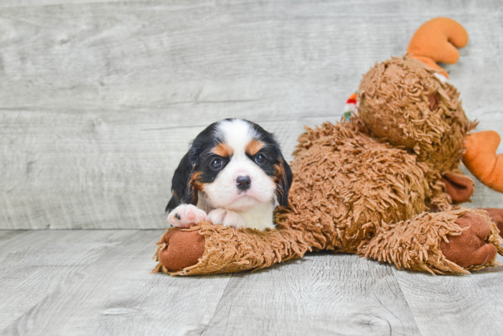 Petite Cavalier King Charles Spaniel Purebred Puppy