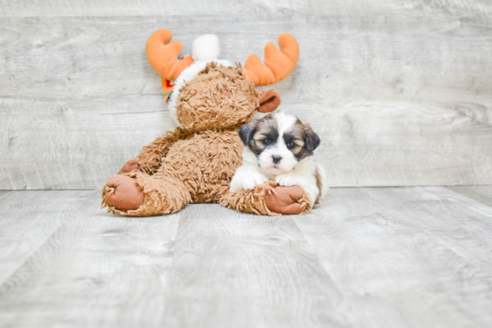 Popular Teddy Bear Designer Pup