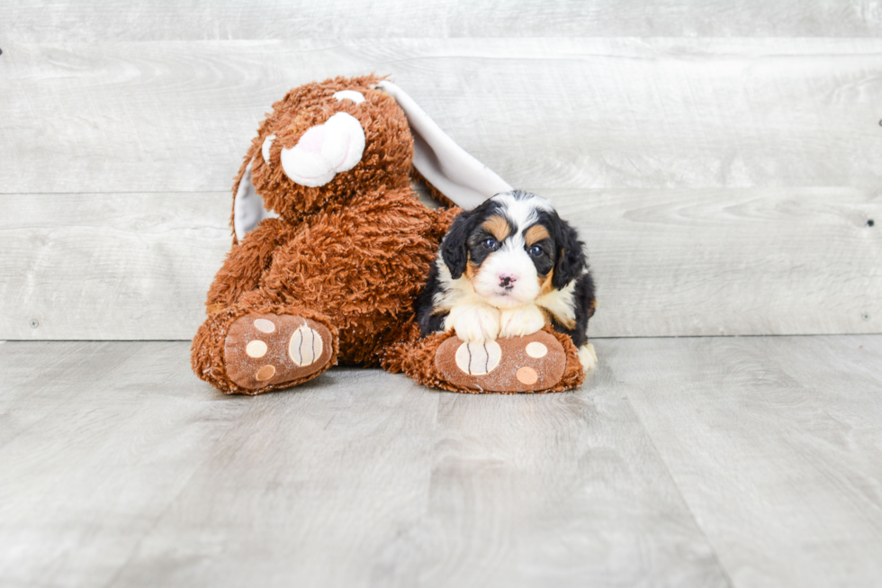 Adorable Mini Berniedoodle Poodle Mix Puppy