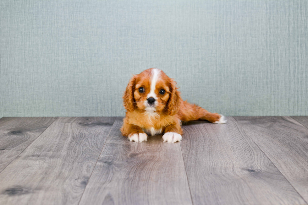 Cavalier King Charles Spaniel Puppy for Adoption