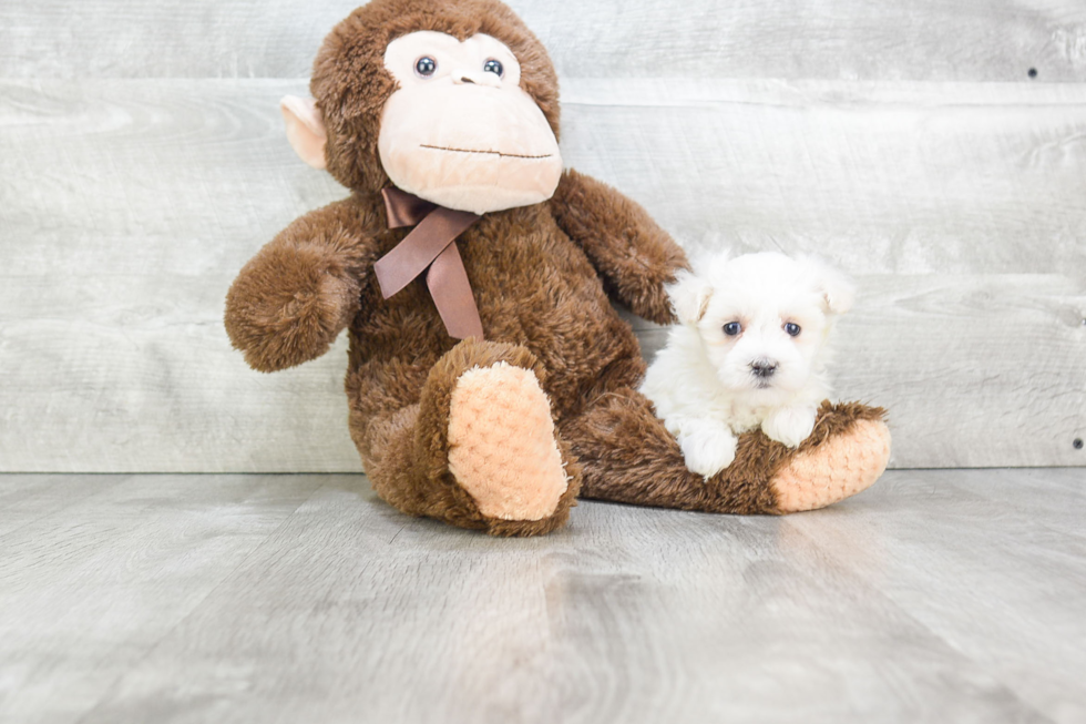 Maltipoo Puppy for Adoption