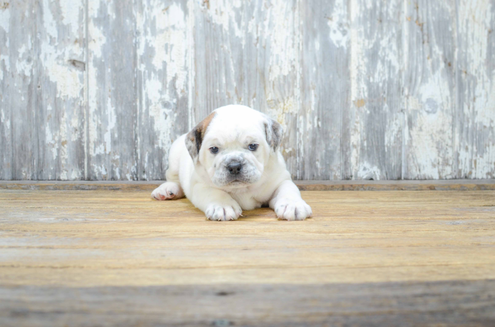 English Bulldog Puppy for Adoption