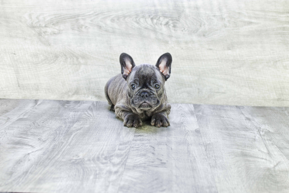 French Bulldog Pup Being Cute