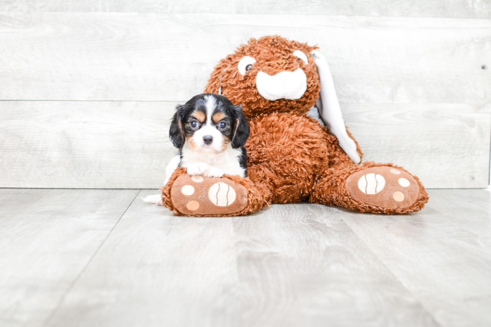 Cavalier King Charles Spaniel Puppy for Adoption