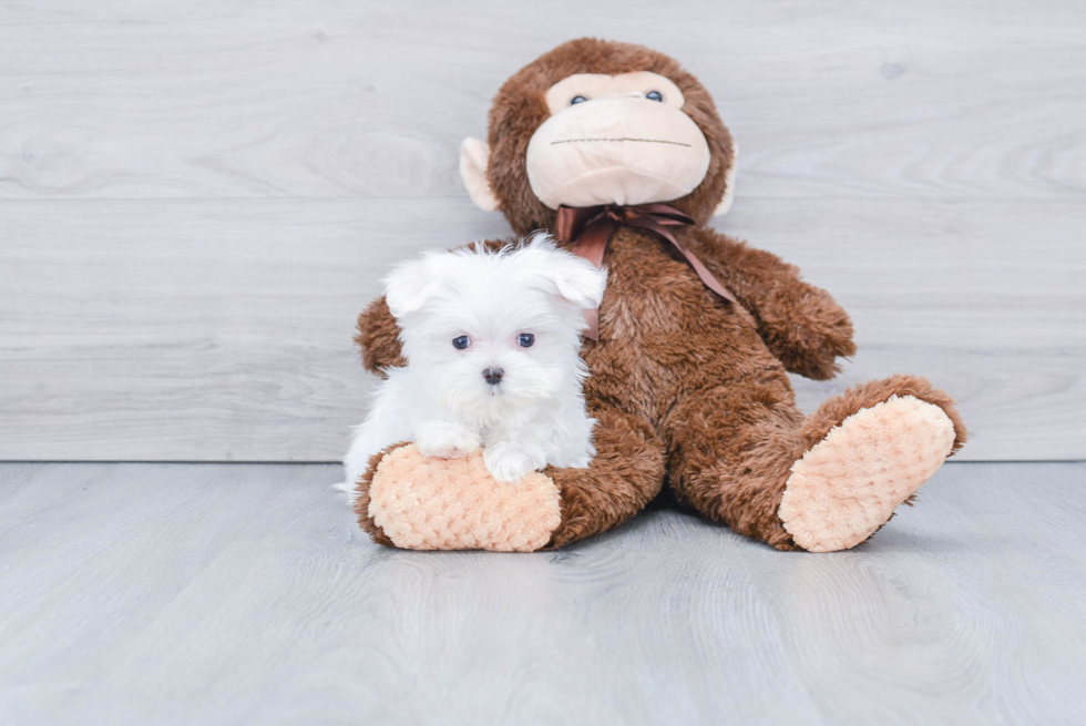 Maltese Puppy for Adoption