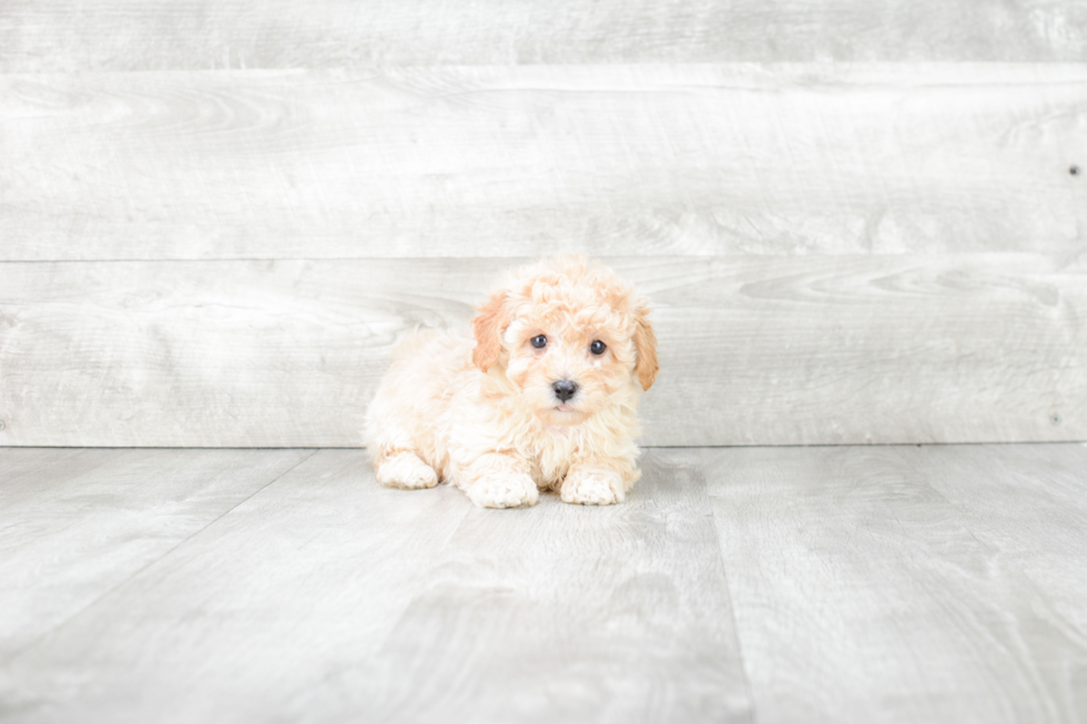 Happy Maltipoo Baby