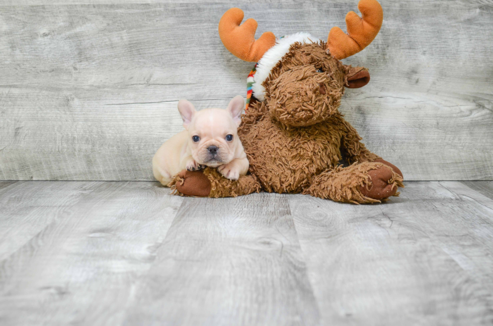 Popular French Bulldog Purebred Pup