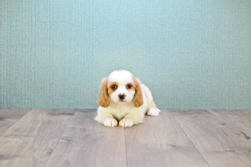 Cavachon Pup Being Cute