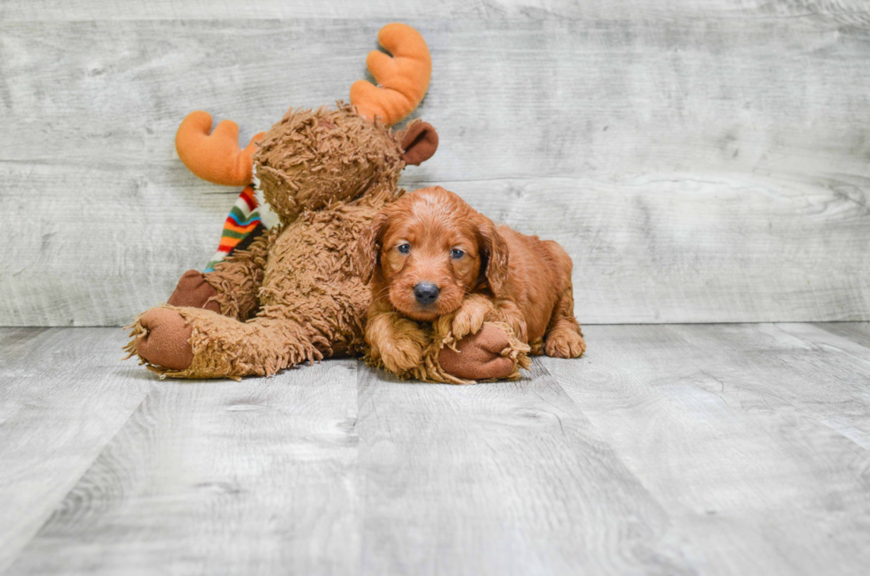 Mini Goldendoodle Puppy for Adoption