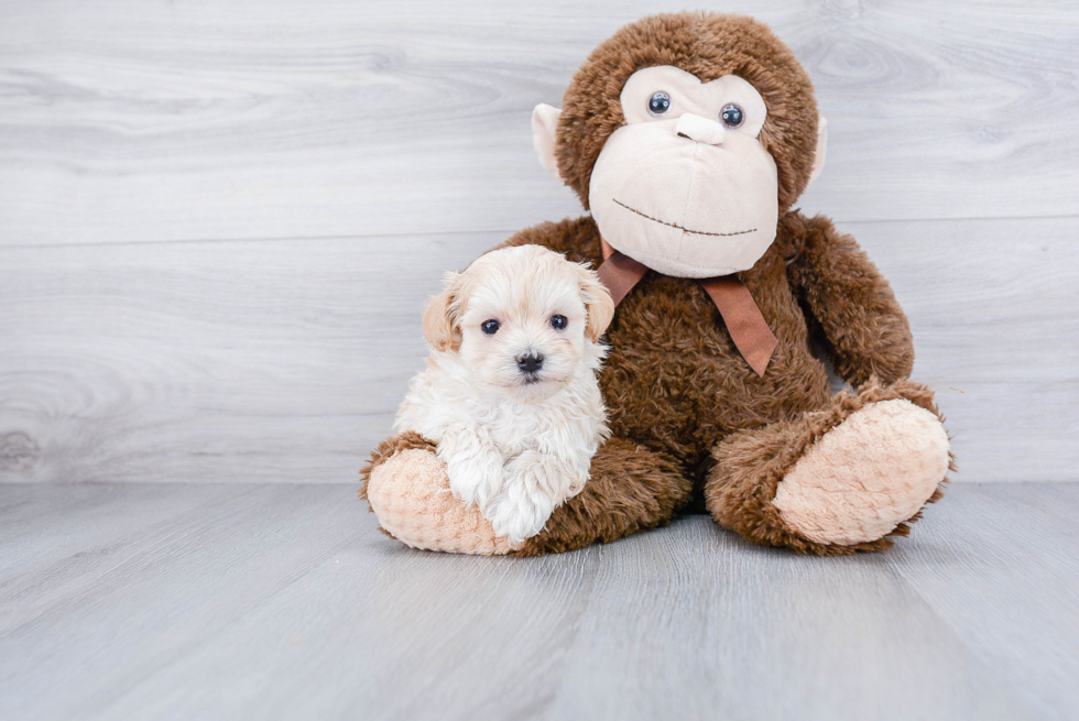 Playful Maltese Poodle Poodle Mix Puppy