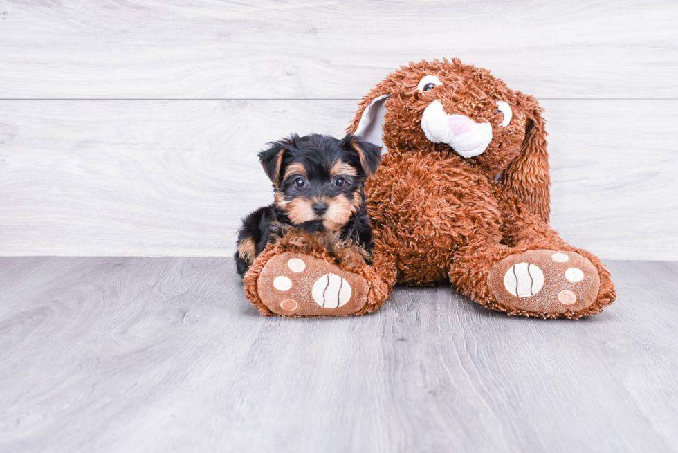 Meet Sebastian - our Yorkshire Terrier Puppy Photo 