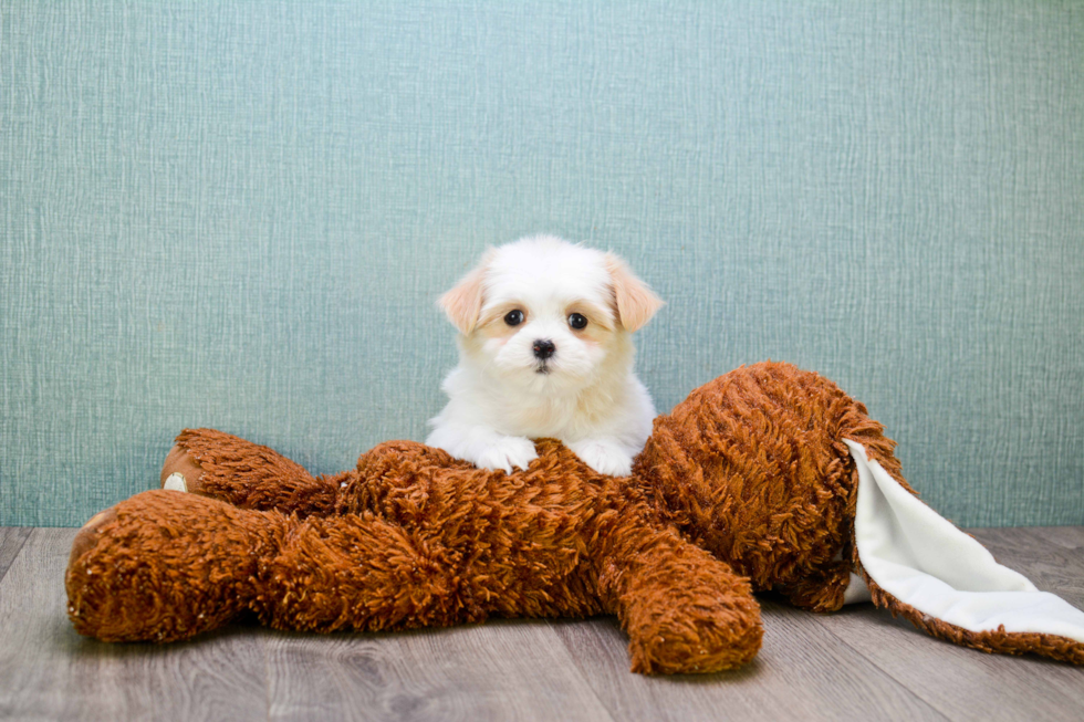 Teddy Bear Pup Being Cute