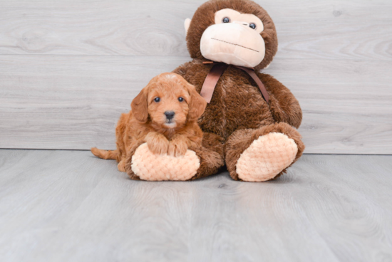 Little Golden Retriever Poodle Mix Puppy