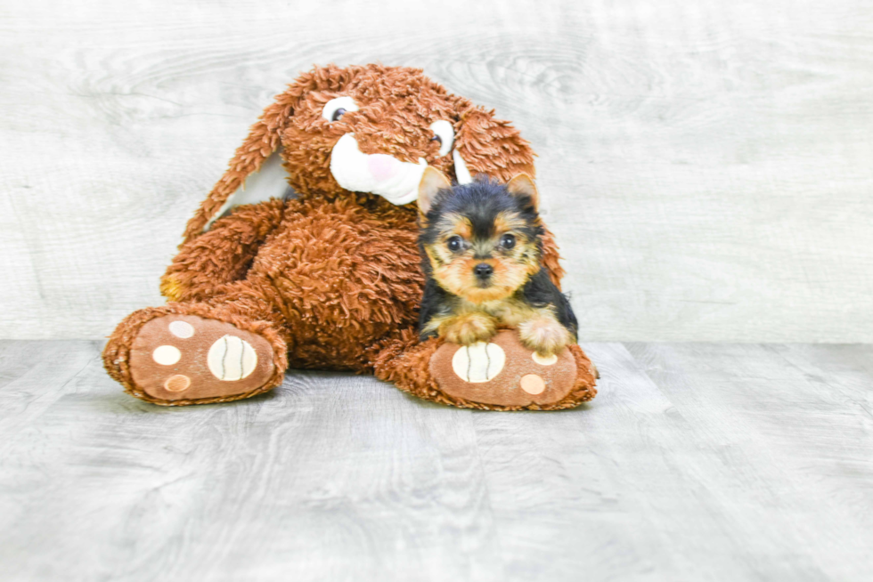 Meet Isabella - our Yorkshire Terrier Puppy Photo 