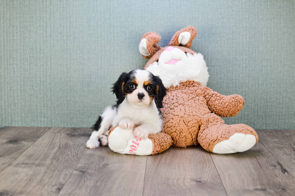 Popular Cavalier King Charles Spaniel Purebred Pup