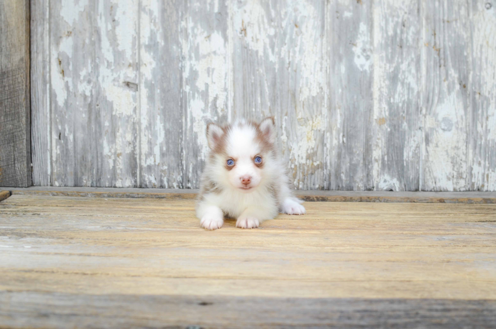 Sweet Pomsky Baby