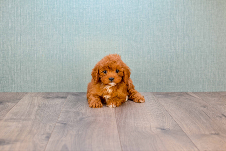 Best Cavapoo Baby