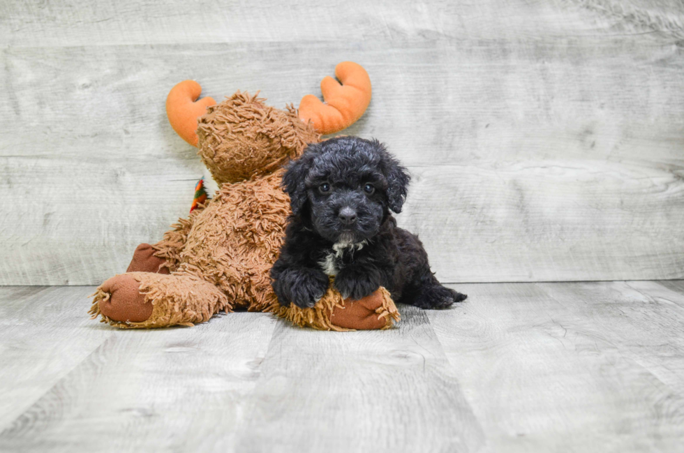 Energetic Bernadoodle Poodle Mix Puppy