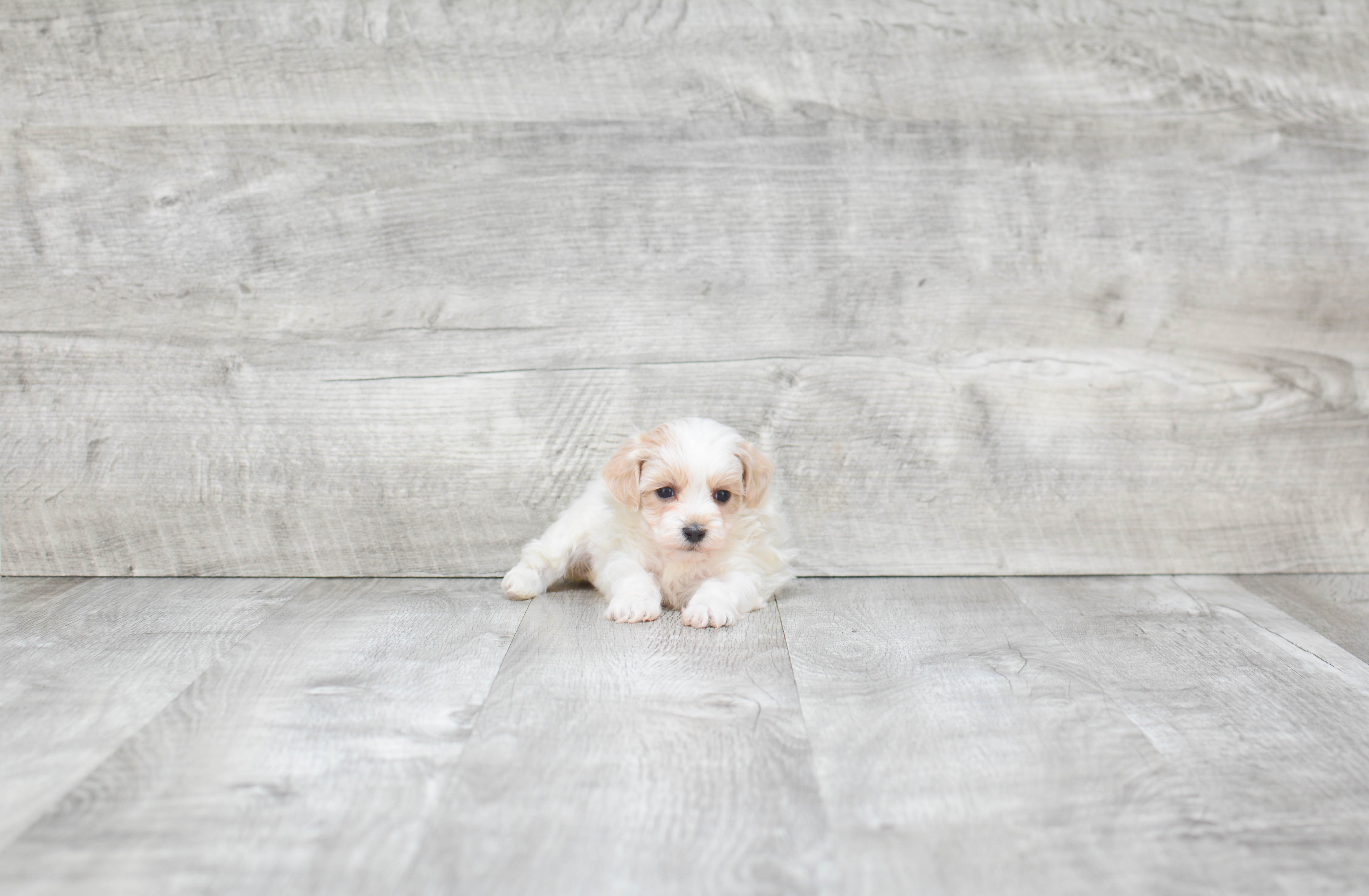 Little Maltese Poodle Poodle Mix Puppy