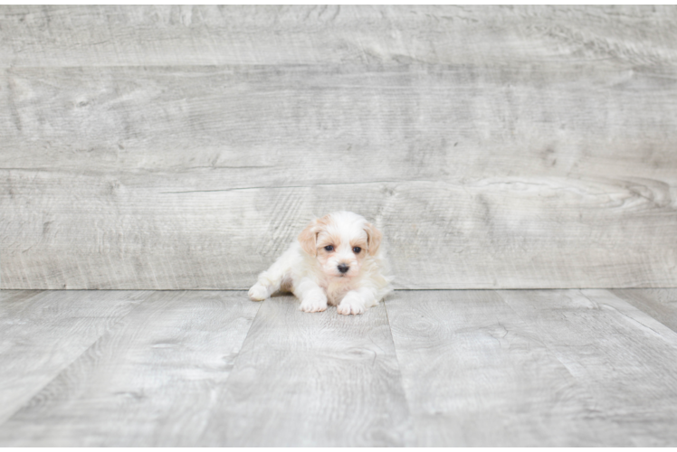 Little Maltese Poodle Poodle Mix Puppy