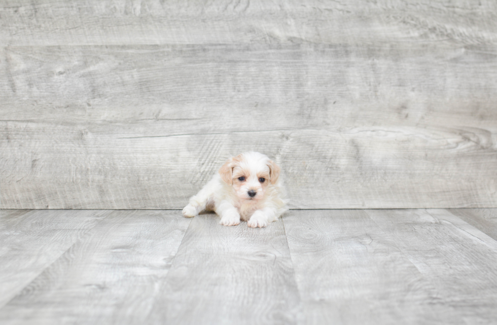 Little Maltese Poodle Poodle Mix Puppy