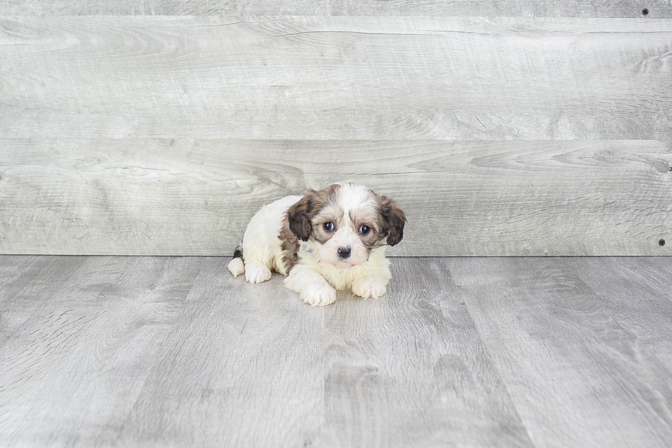 Cavachon Puppy for Adoption