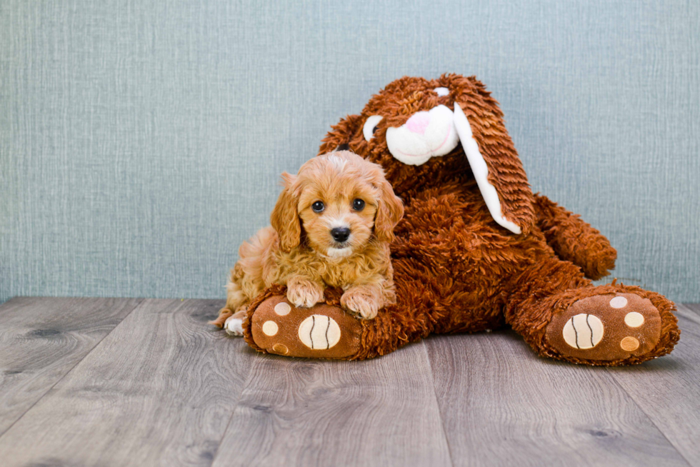 Smart Cavapoo Poodle Mix Pup