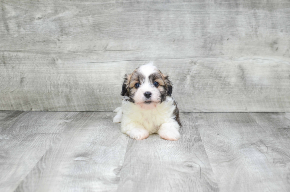 Havanese Puppy for Adoption