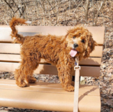 Playful Cavapoo Poodle Mix Pup