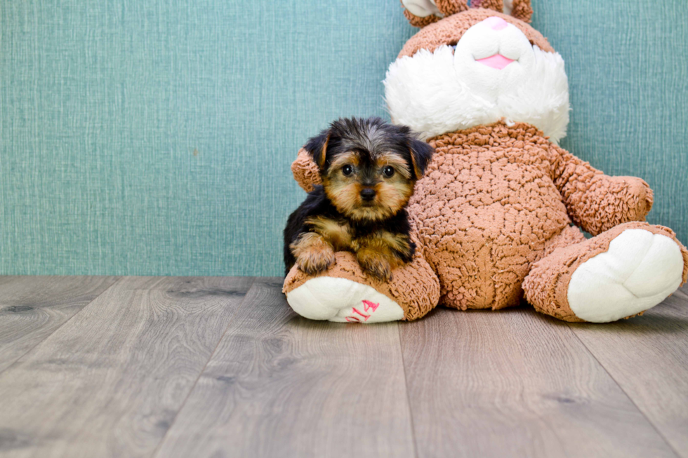 Meet Victoria - our Yorkshire Terrier Puppy Photo 