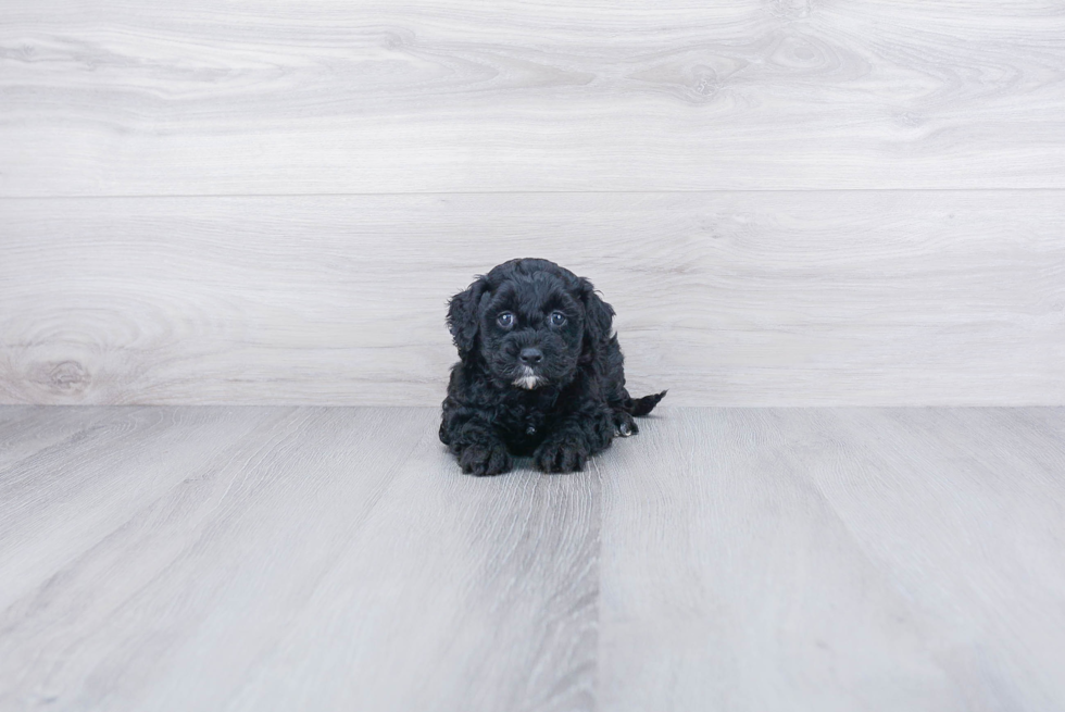 Little Golden Retriever Poodle Mix Puppy