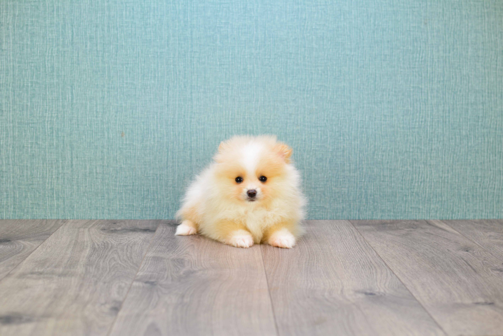 Pomeranian Pup Being Cute