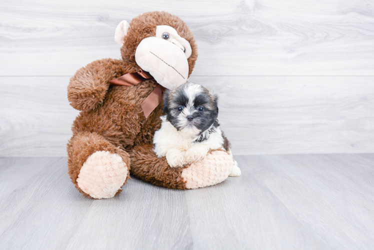 Sweet Teddy Bear Baby