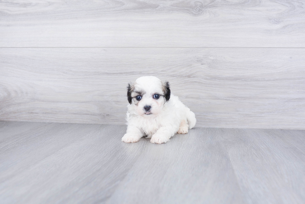 Adorable Shichon Designer Puppy