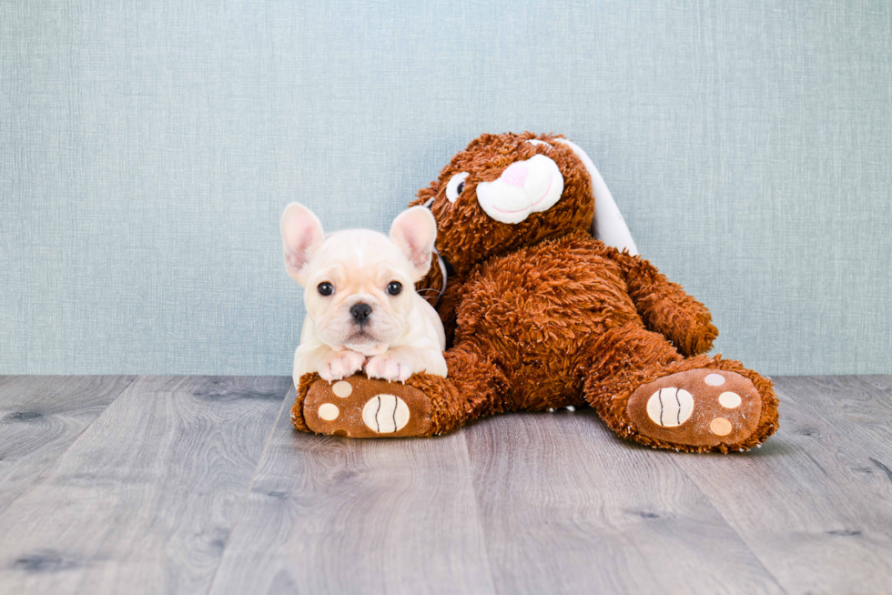 Smart Frenchie Purebred Puppy