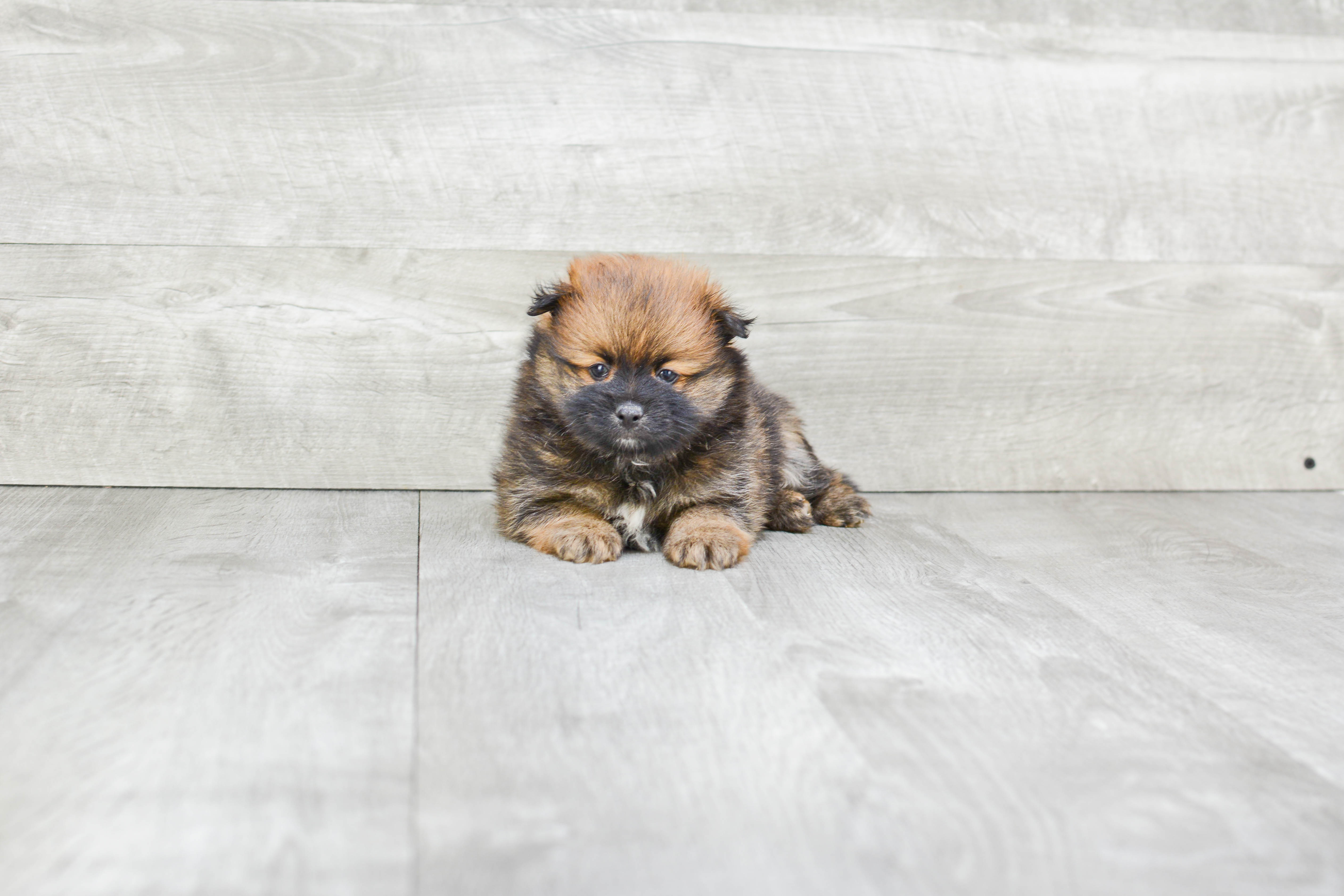 Pomeranian Puppy for Adoption