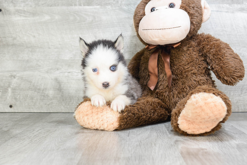 Pomsky Puppy for Adoption