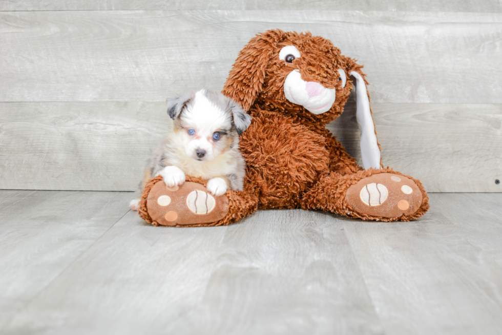 Funny Mini Aussiedoodle Poodle Mix Pup