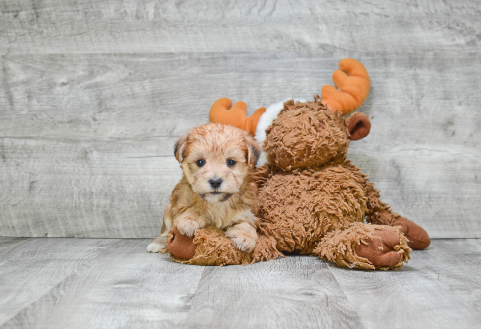 Popular Morkie Designer Pup