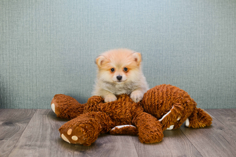 Best Pomeranian Baby