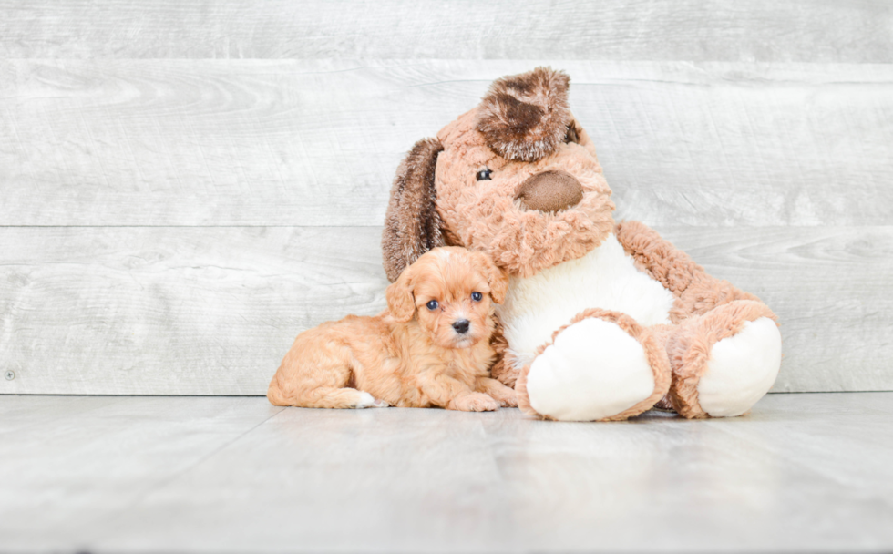 Hypoallergenic Cavoodle Poodle Mix Puppy