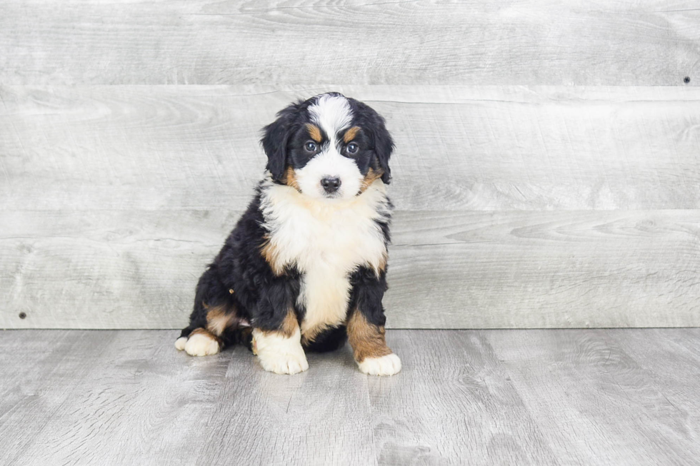 Energetic Bernadoodle Poodle Mix Puppy