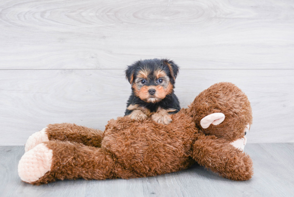 Meet Goldie - our Yorkshire Terrier Puppy Photo 