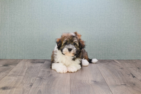 Best Havanese Baby