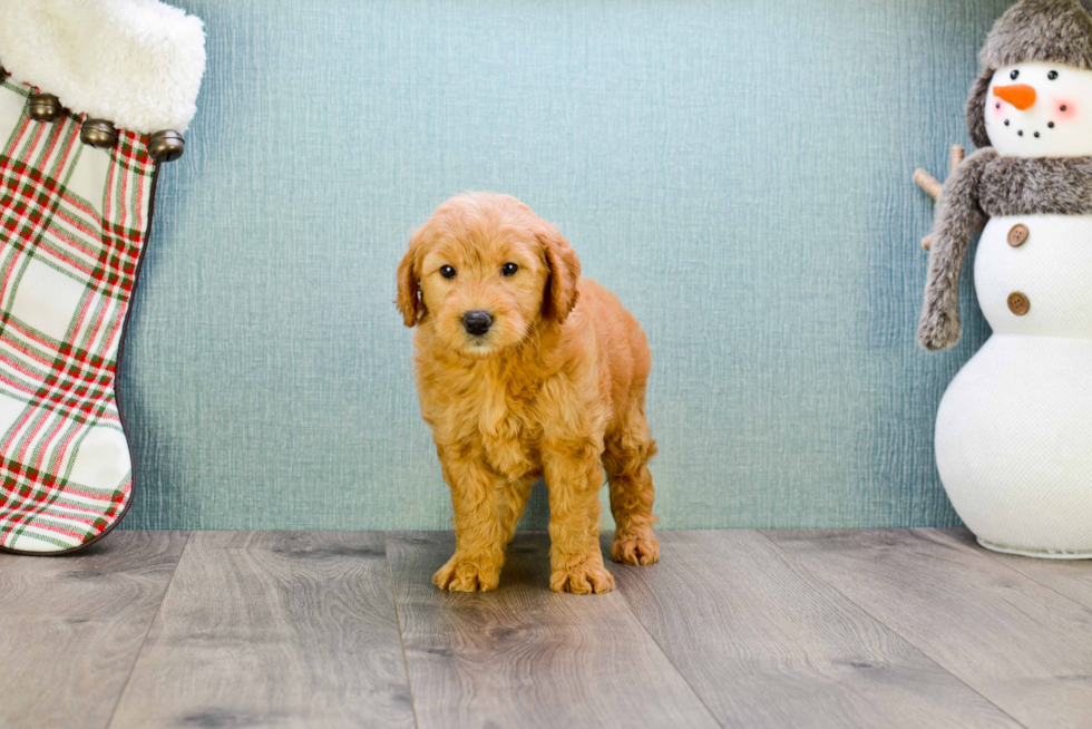 Petite Mini Goldendoodle Poodle Mix Pup