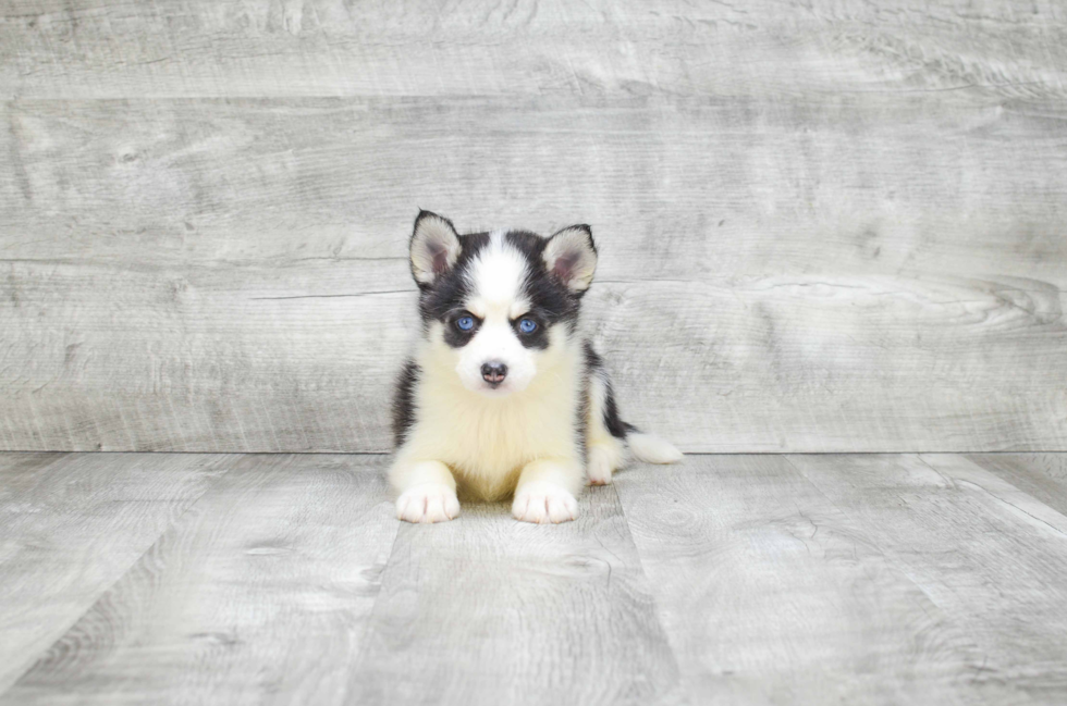 Energetic Mini Husky Designer Puppy